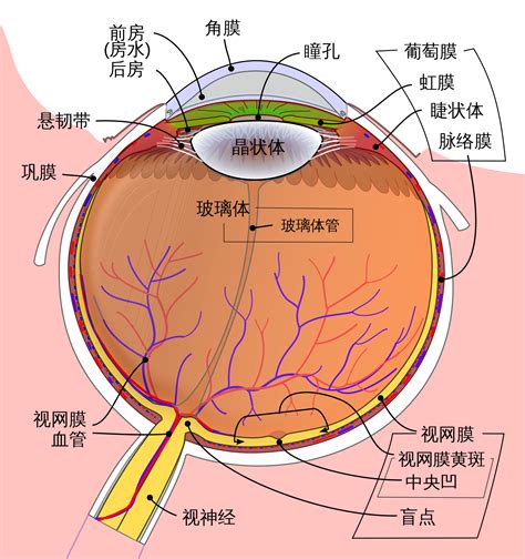 眼睛部位圖|人眼